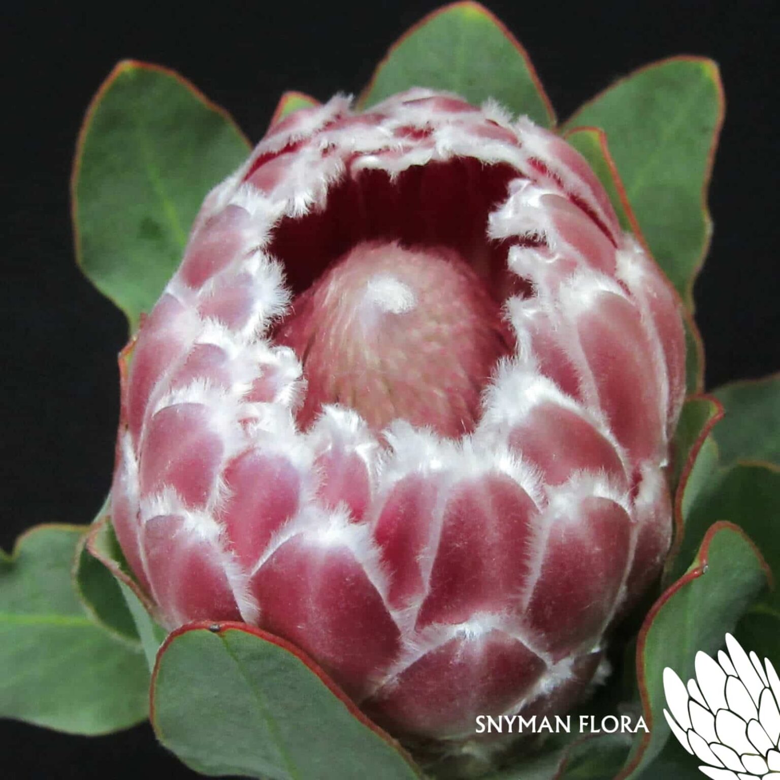 Protea Lady Di 2
