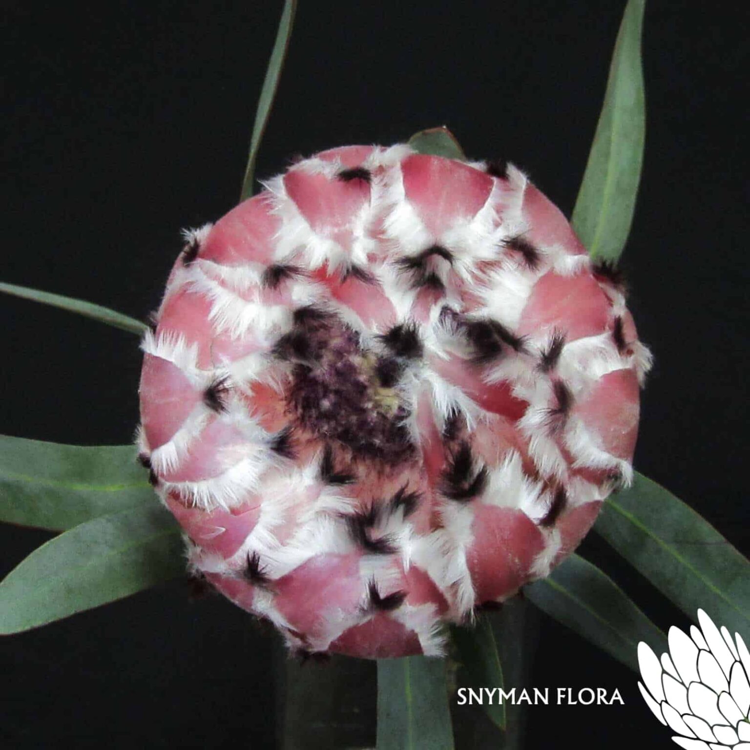 Protea May Day 2