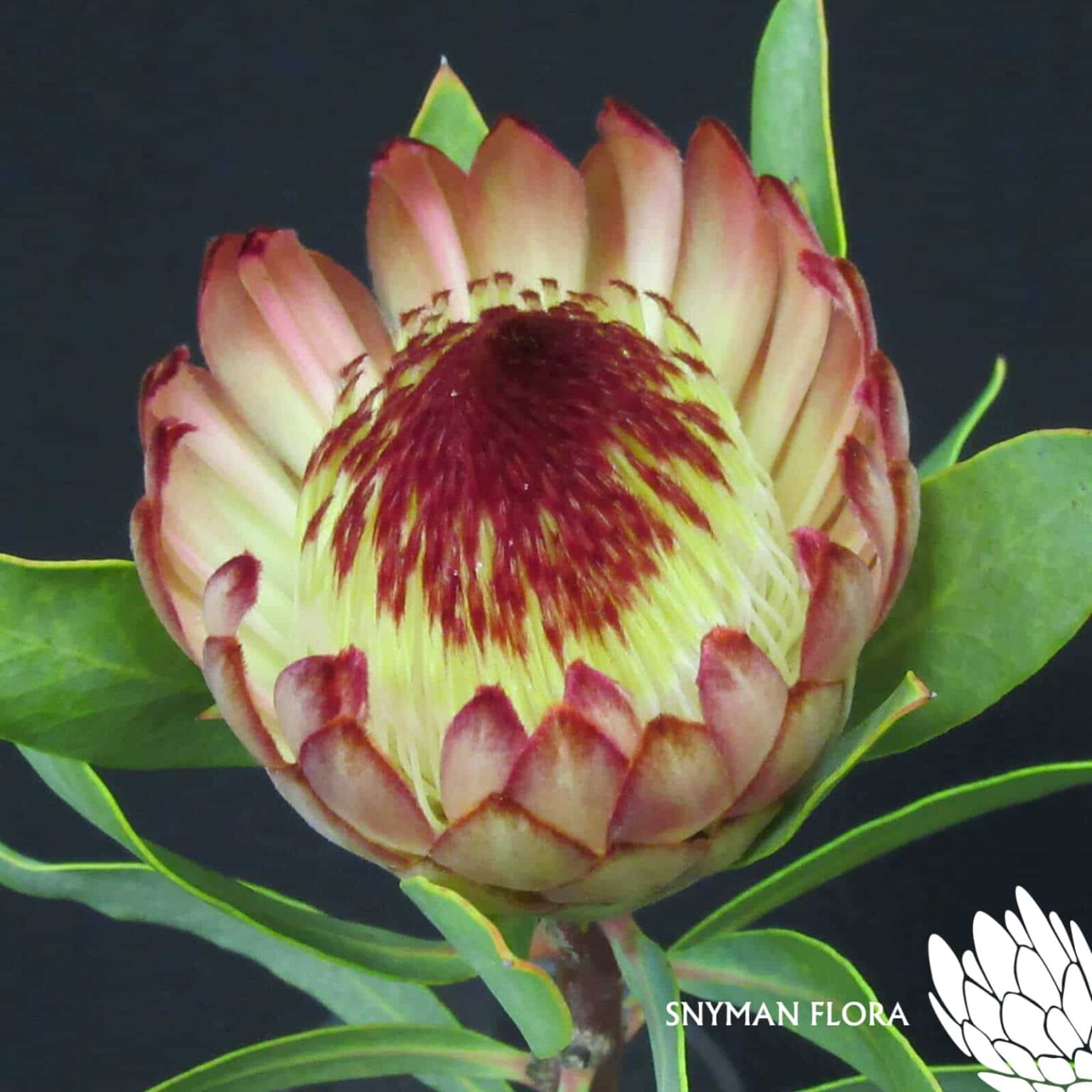 Protea Robyn 2