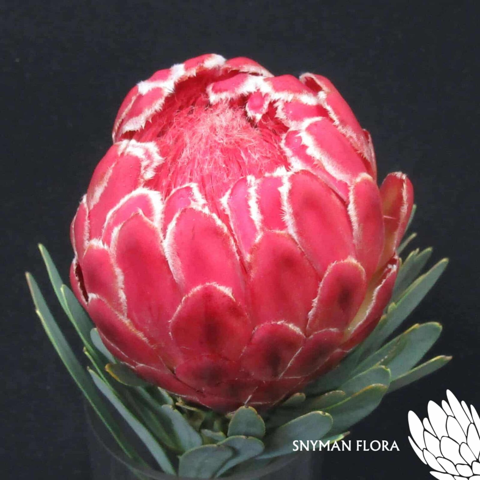 Protea Venus 2