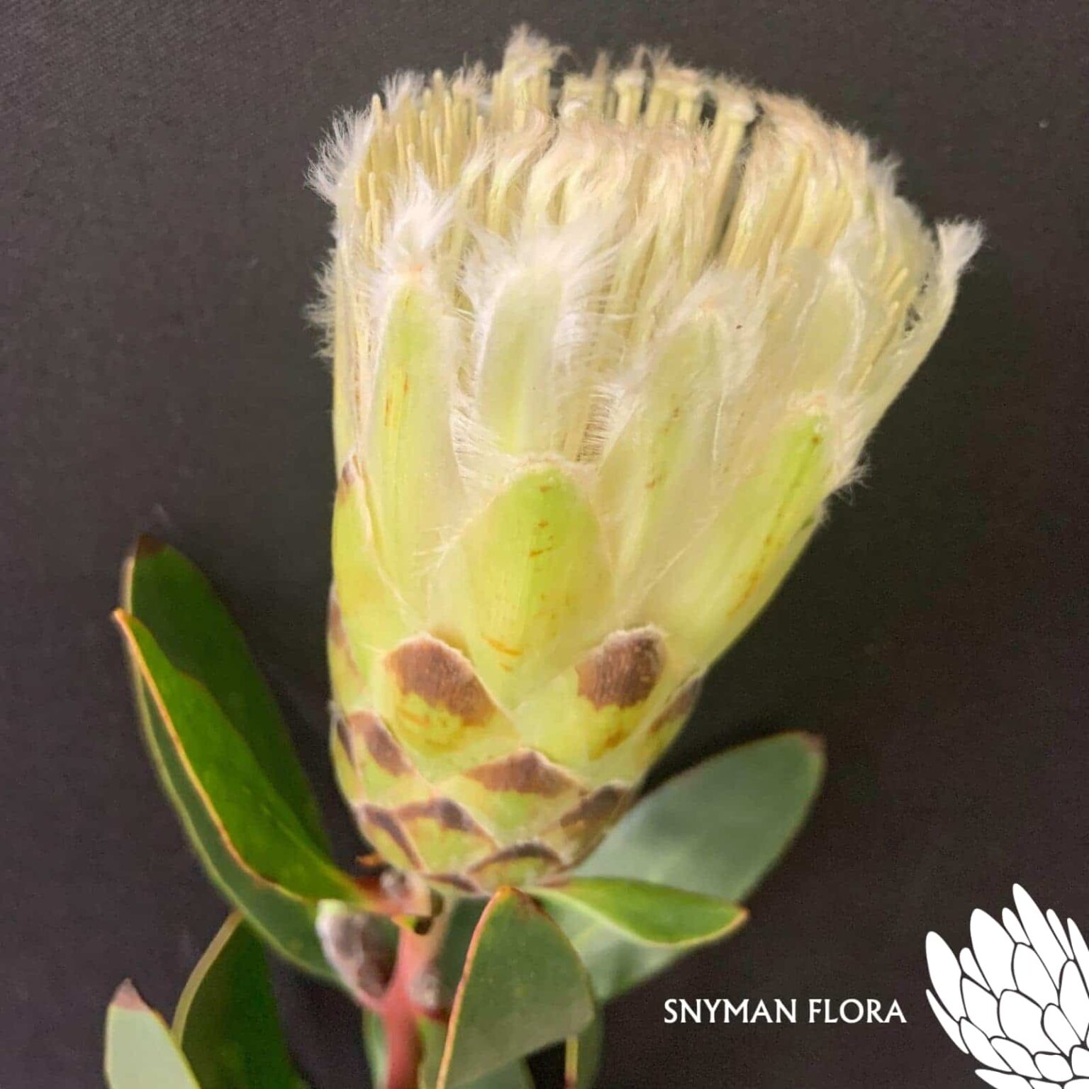 Protea Mundii White