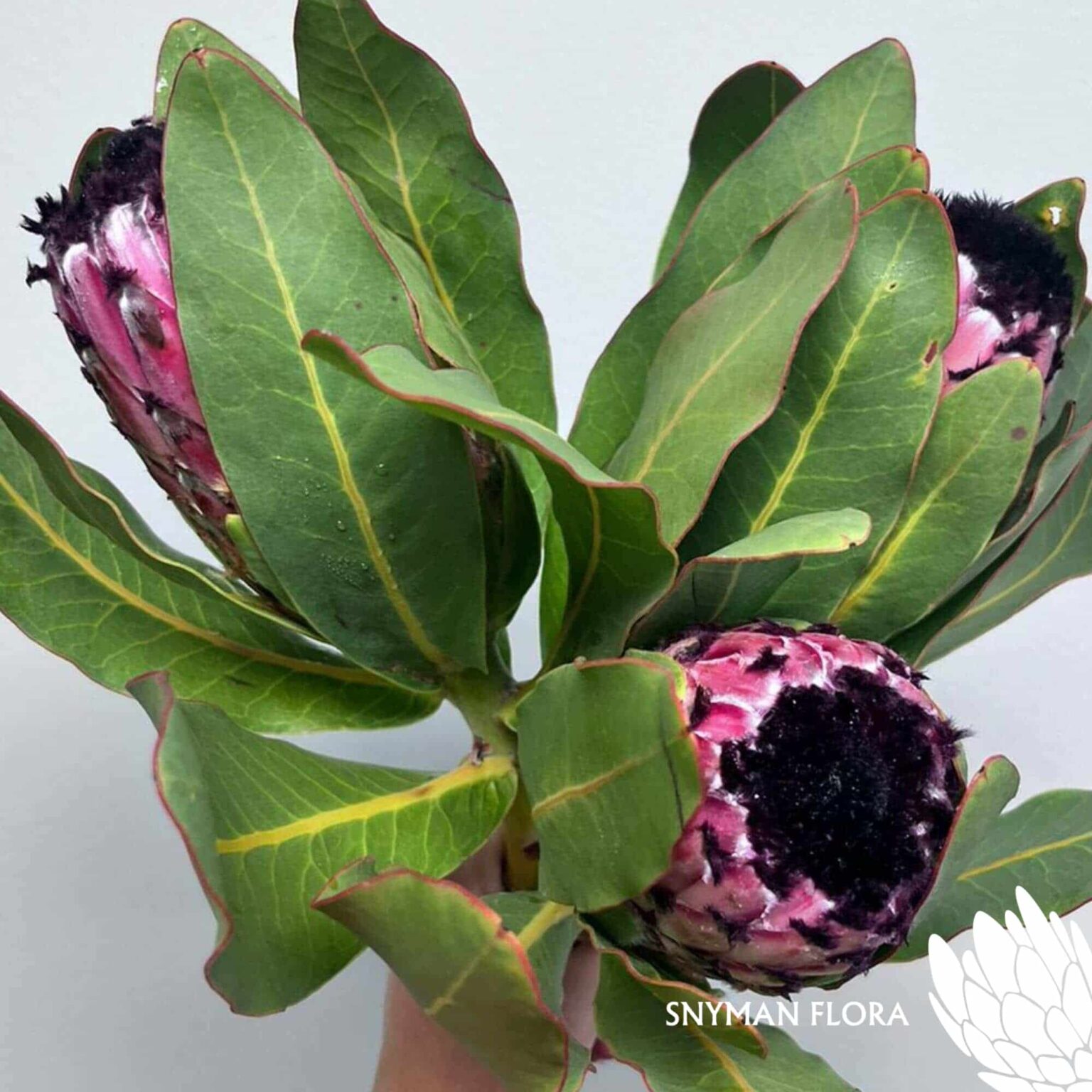 south-africa-protea-export-Protea Barbigera