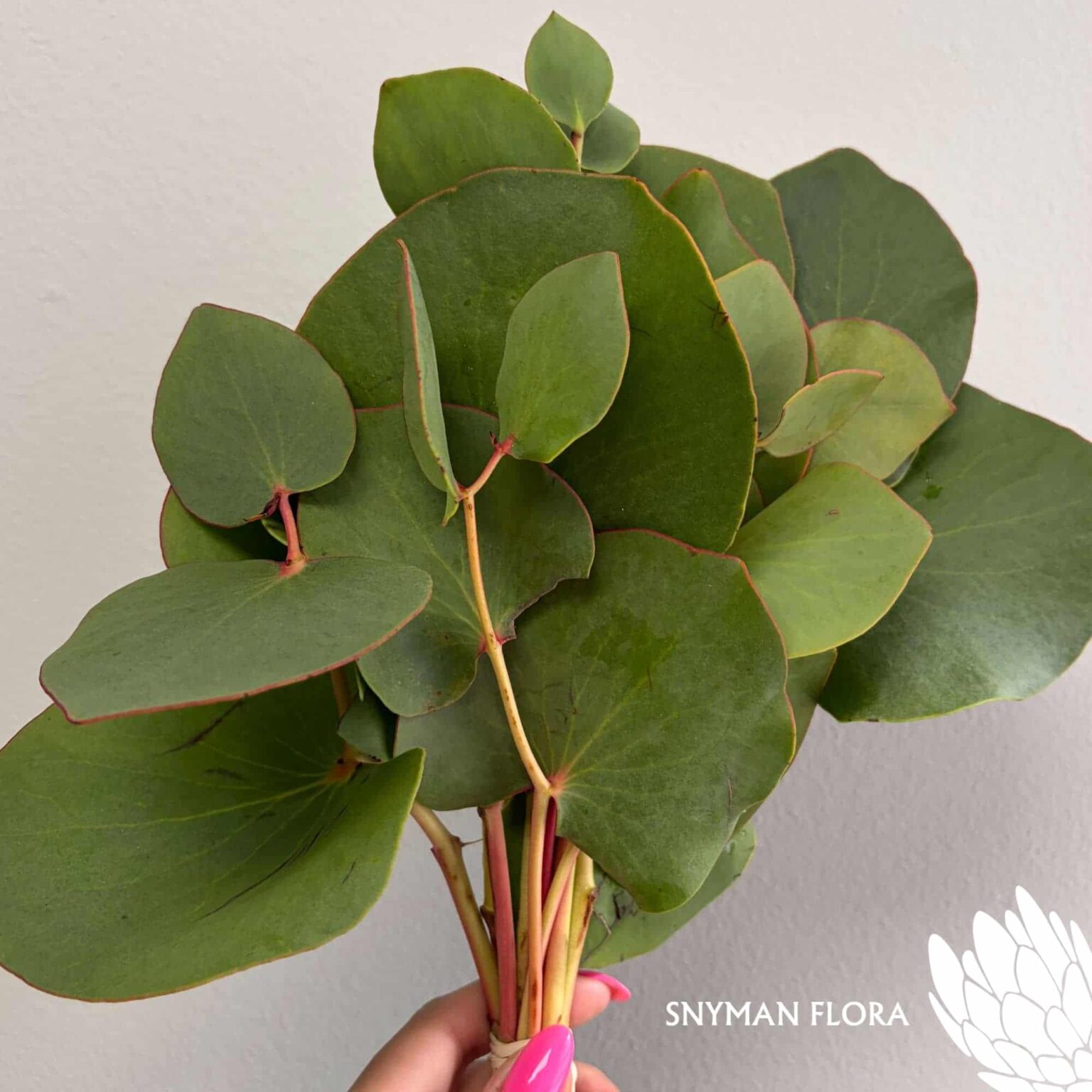 south-africa-protea-export-Protea Cordata Green