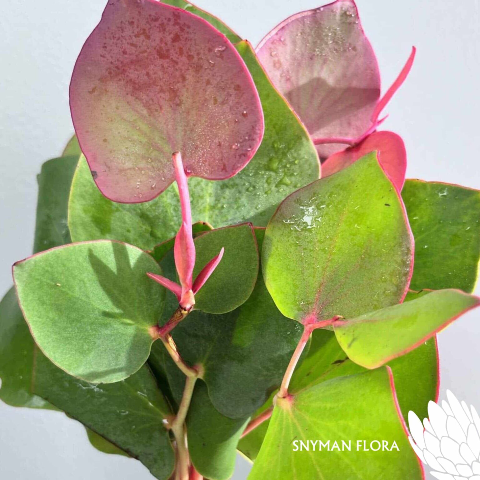 south-africa-protea-export-Protea Cordata Pink-Green