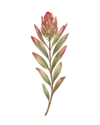 Home Snyman Flora