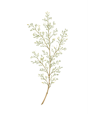 Home Snyman Flora