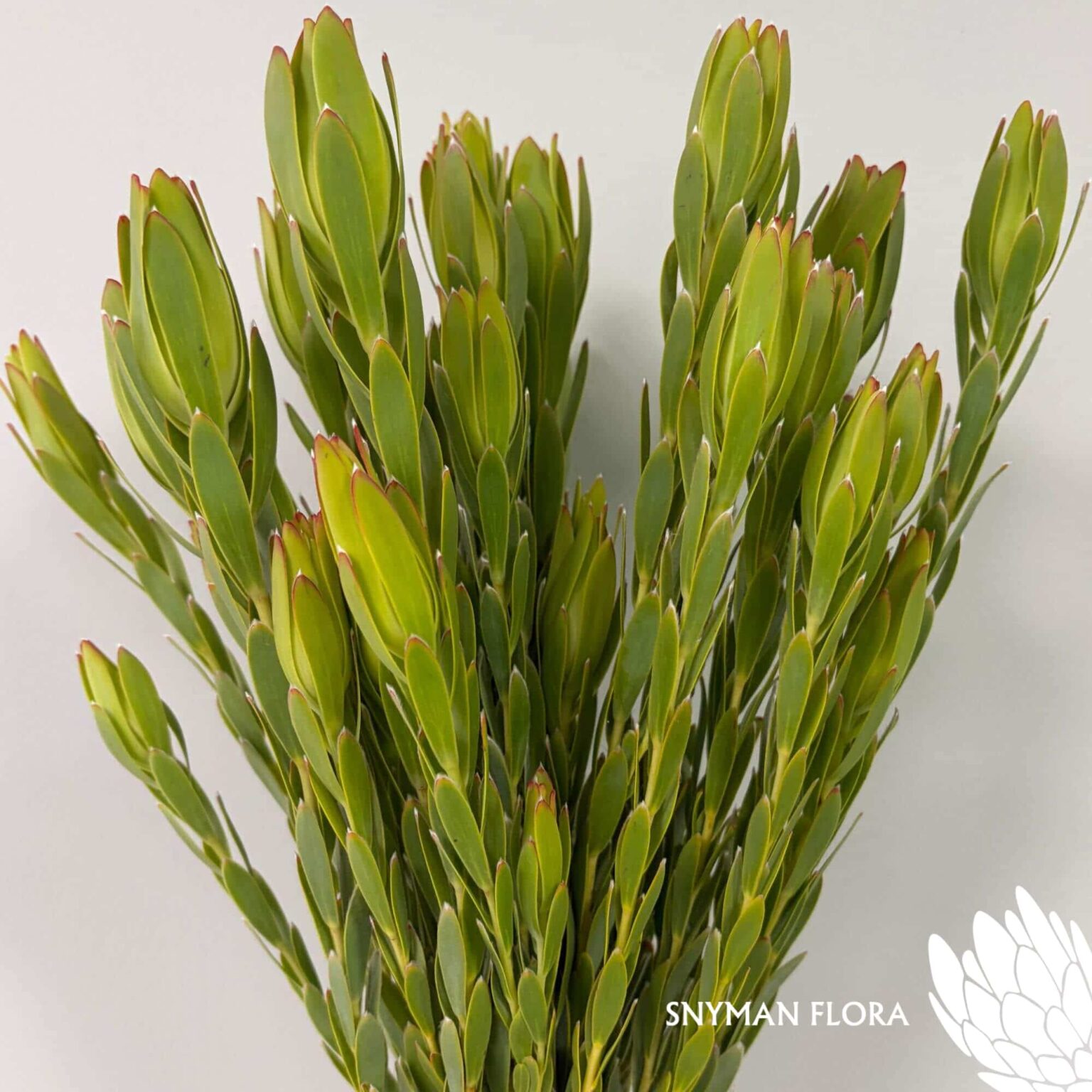south-africa-protea-export-Leucadendron Procerum Spray