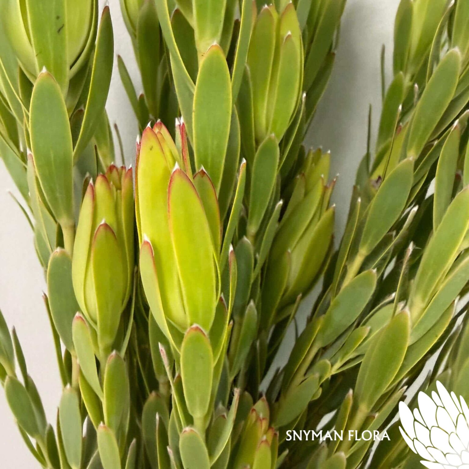 south-africa-protea-export-Leucadendron Procerum Spray.2