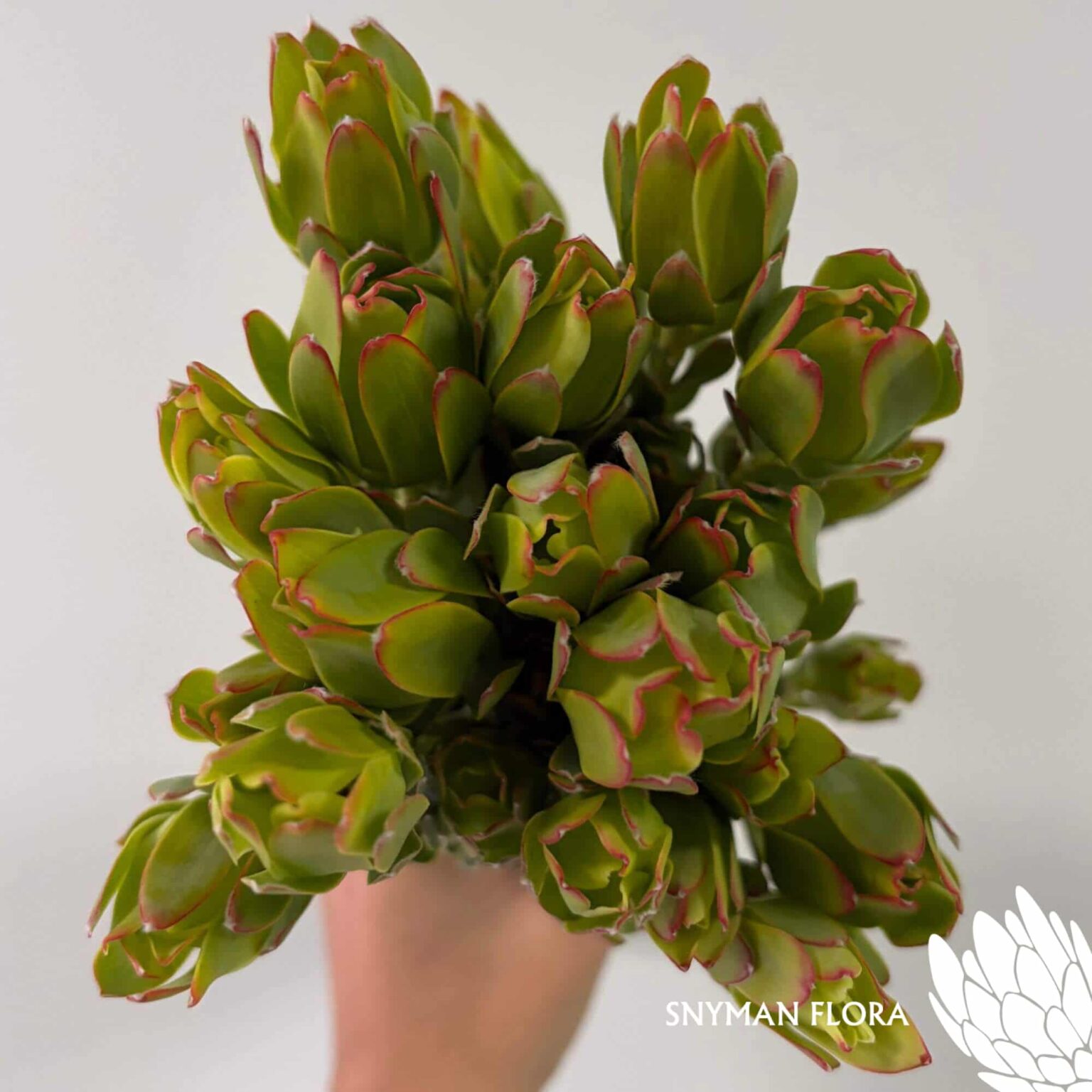 south-africa-protea-export-Leucadendron Procerum Spray.4