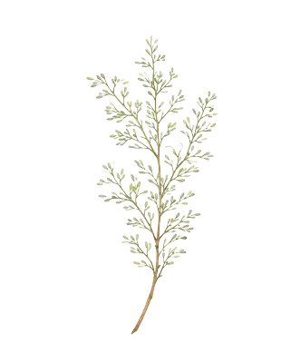 Home Snyman Flora