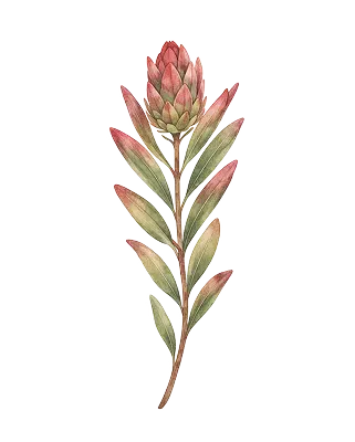 Home Snyman Flora