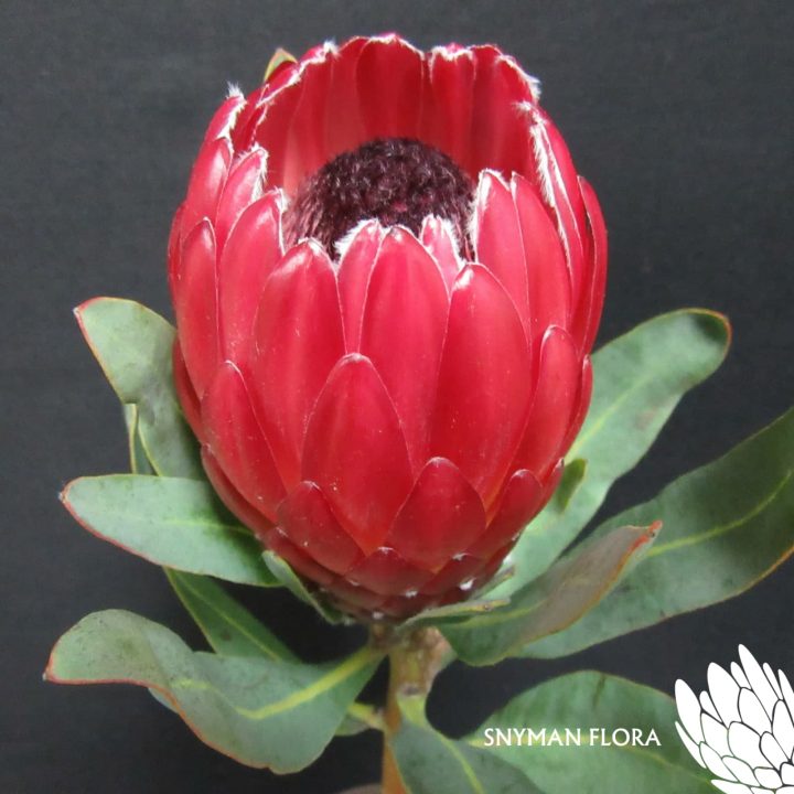 Protea Red Sensation