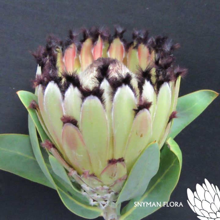 Protea Snow Princess