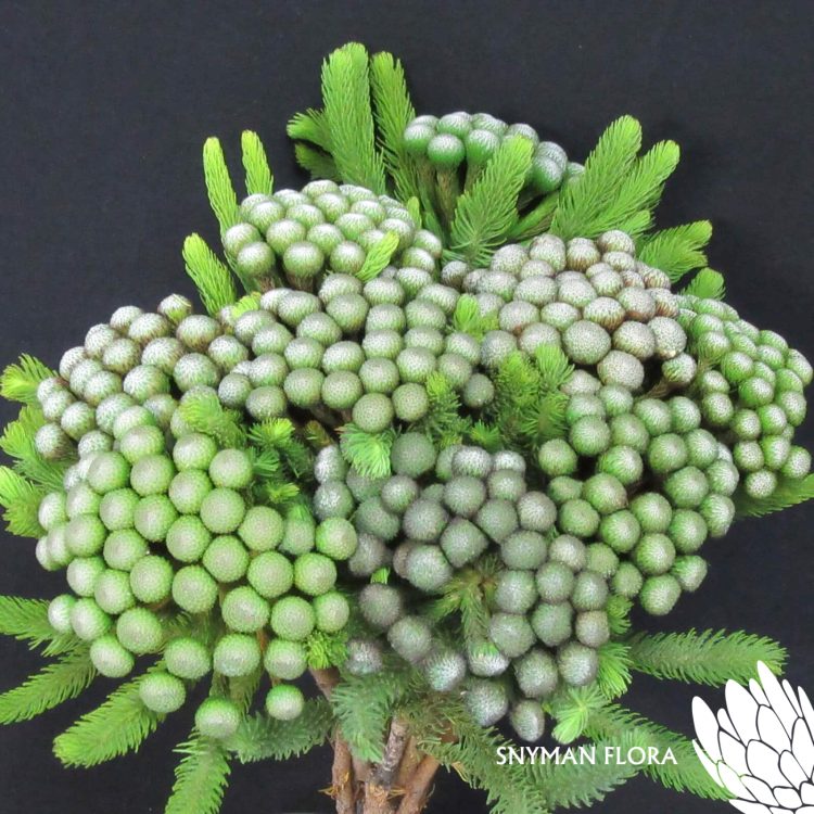Brunia Albiflora
