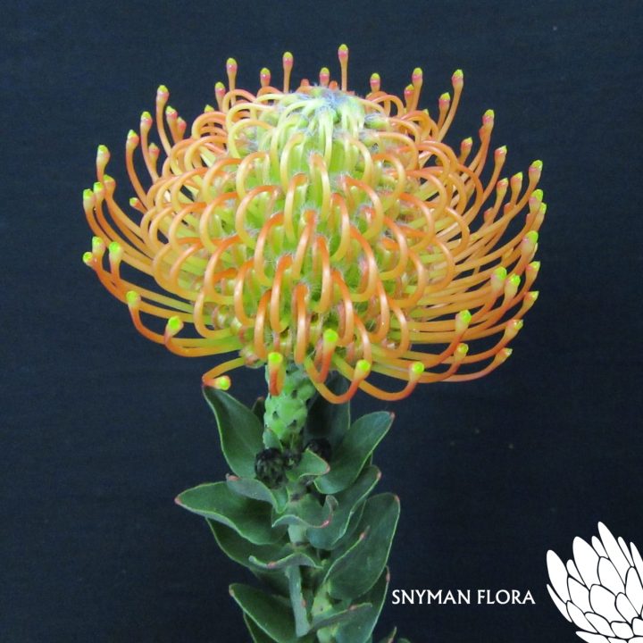 Ayoba Orange – Website Images-5