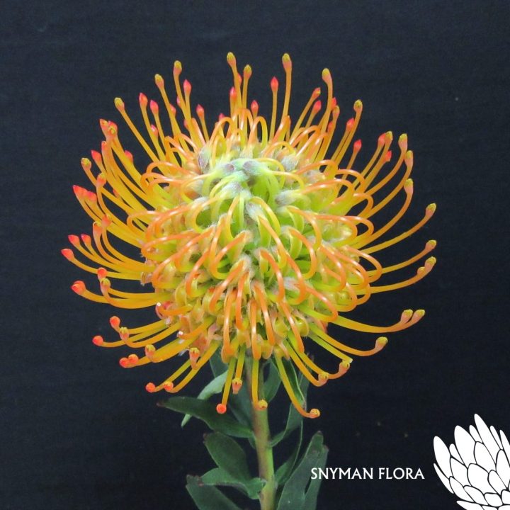 Ayoba Sun – Website Images-5