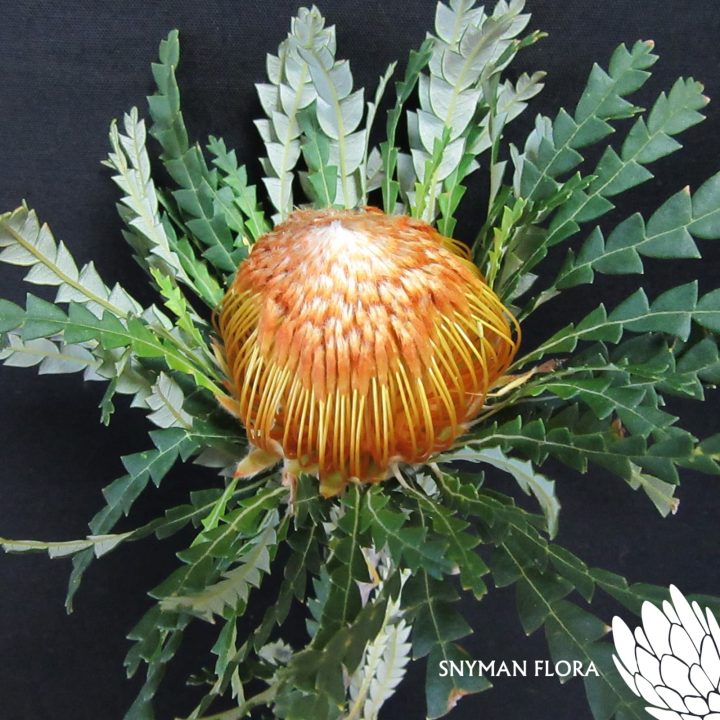 Banksia Dryandra – Website Images-8