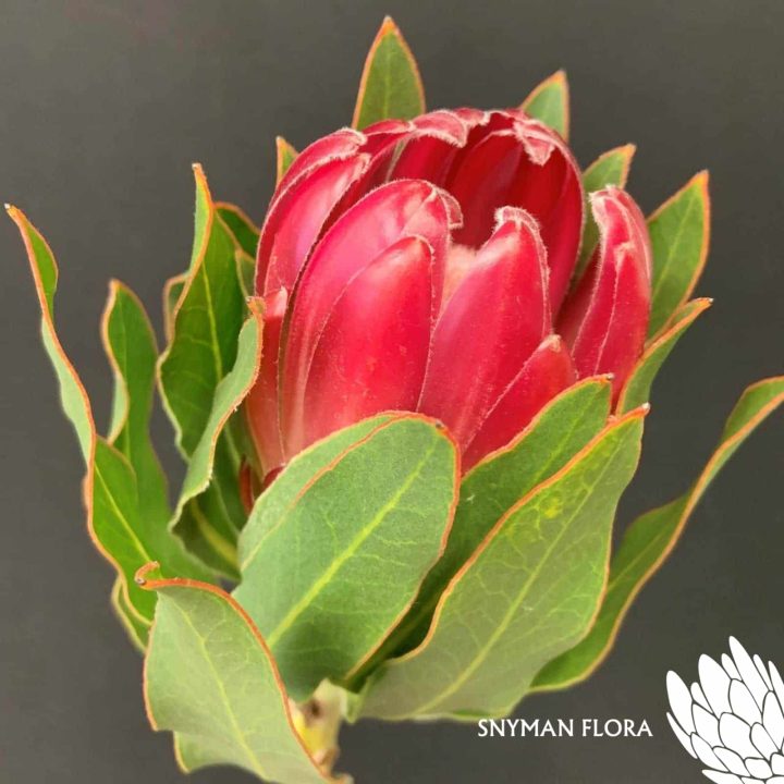 Protea Brenda
