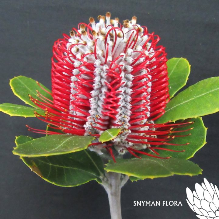 Banksia Coccinea – Website Images-8