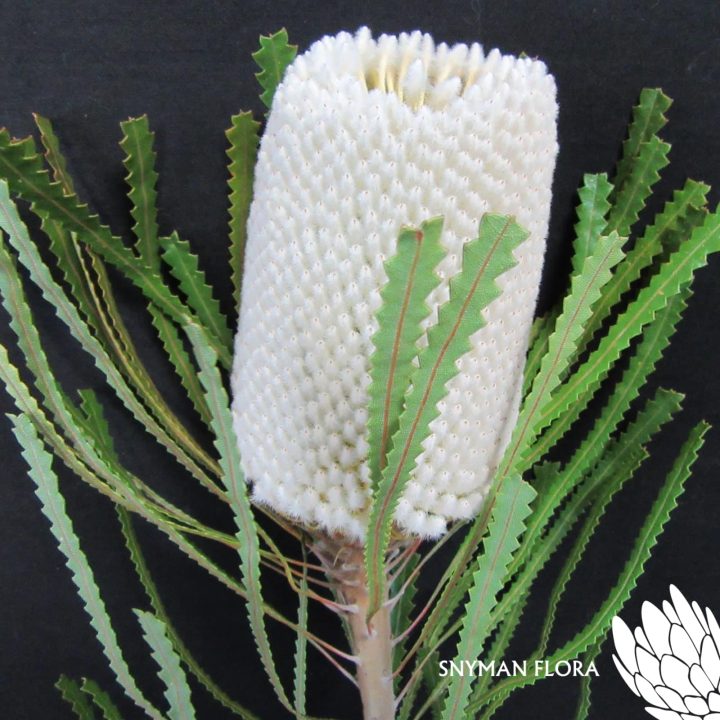 Banksia Hookeriana– Website Images-8