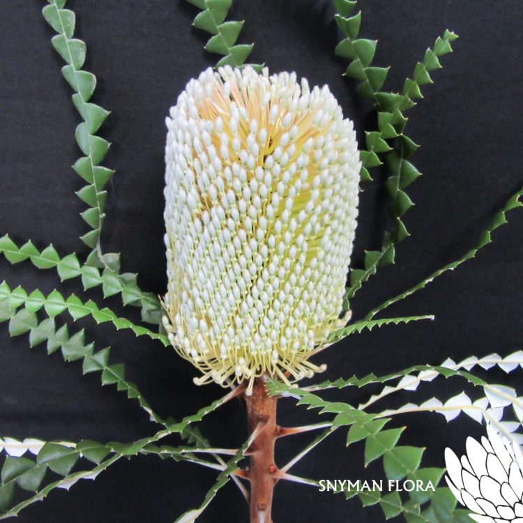 Banksia Speciosa – Website Images-8