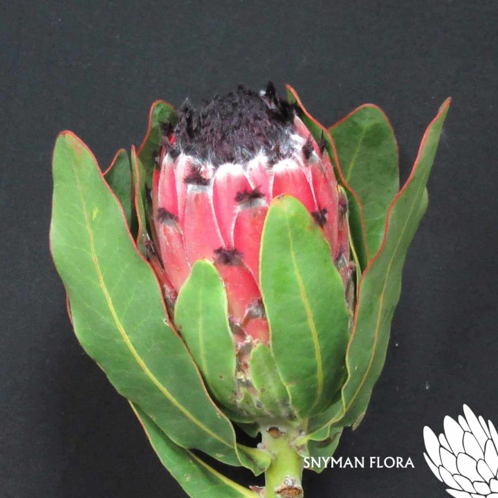 Protea Barbigera