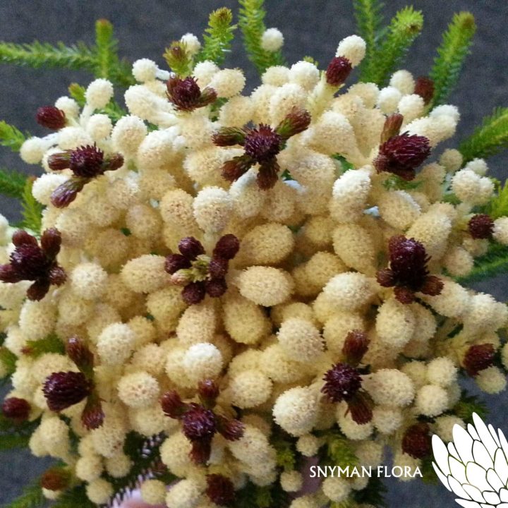 BruniaWhiteBerzelia