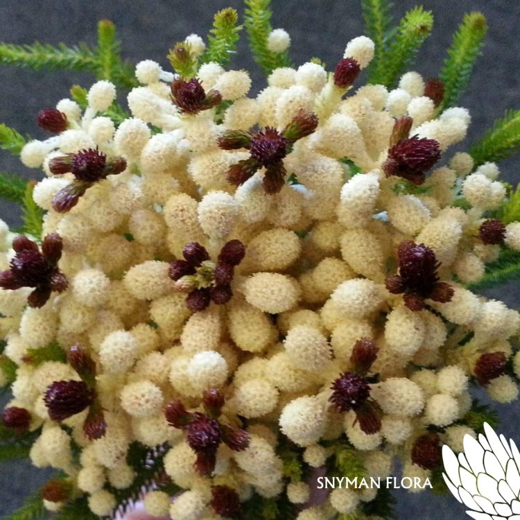 BruniaWhiteBerzelia