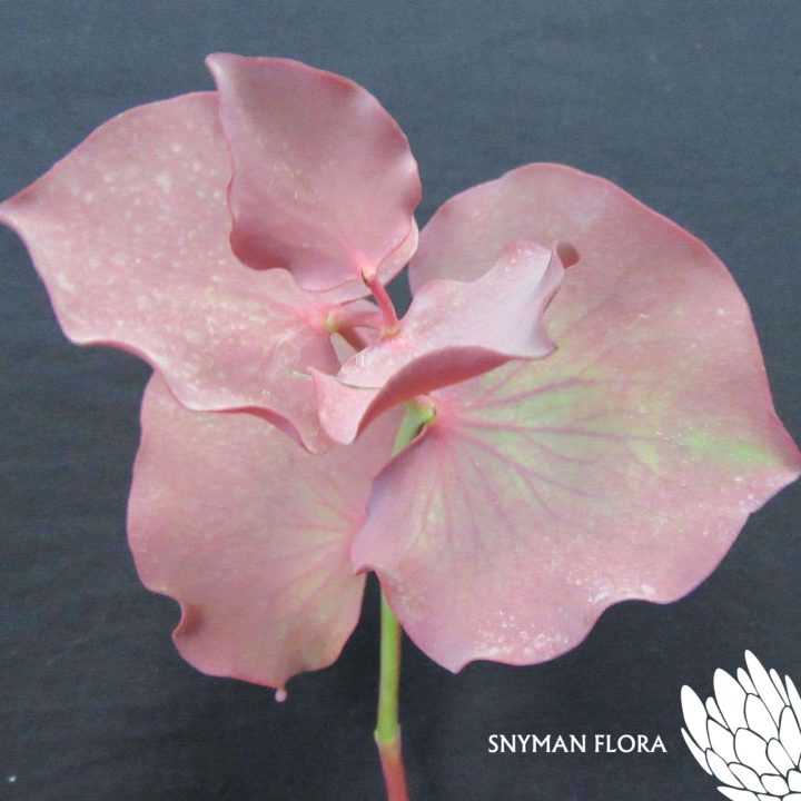 south-africa-protea-export-CORDATA