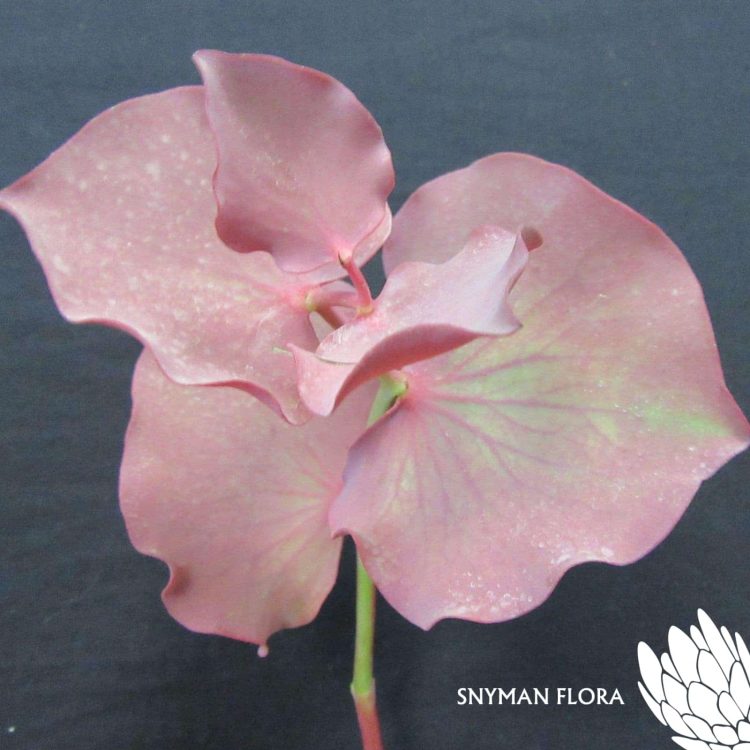 south-africa-protea-export-CORDATA