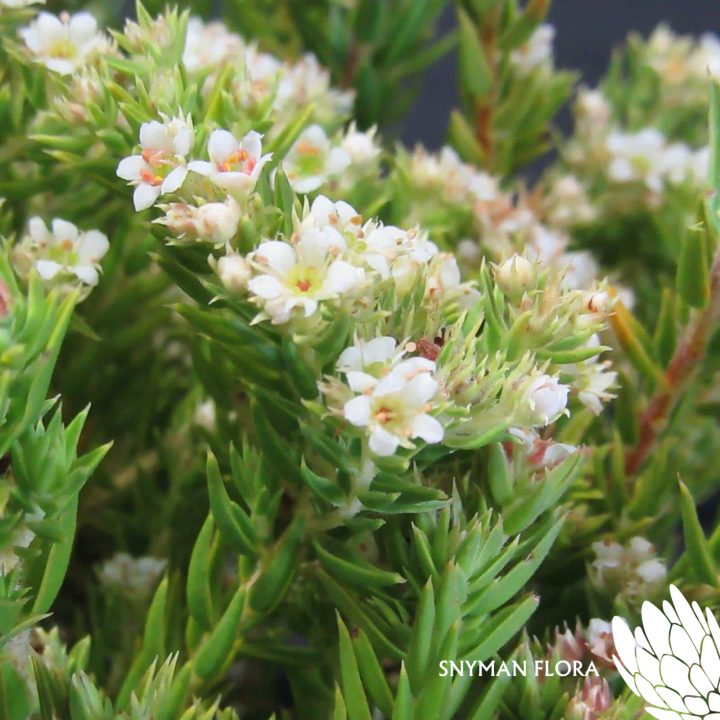 CapeFloweringGreenDiosma2