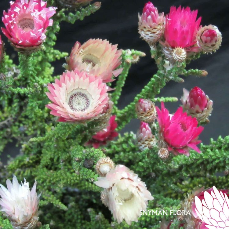 CapeFloweringGreenPhaenocoma