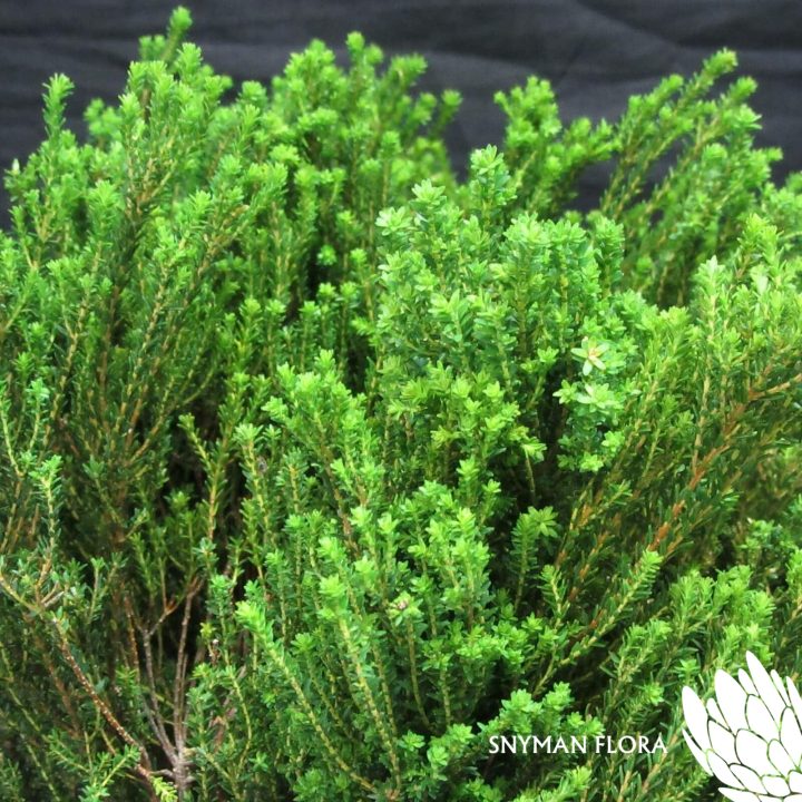 CapeGreenAgathosma2