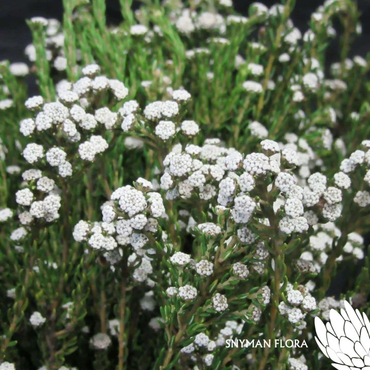 CapeGreenPhylicaWhite2