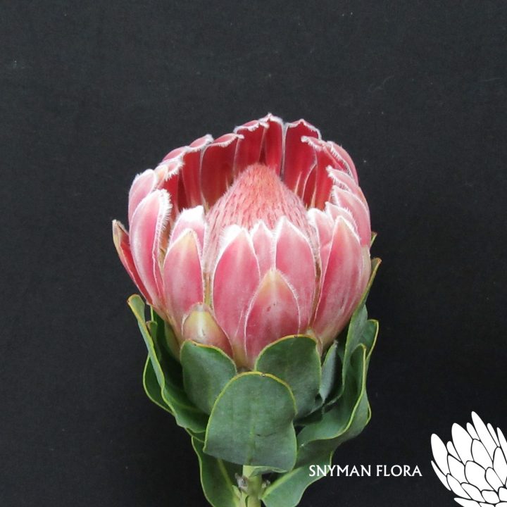 Protea Carnival