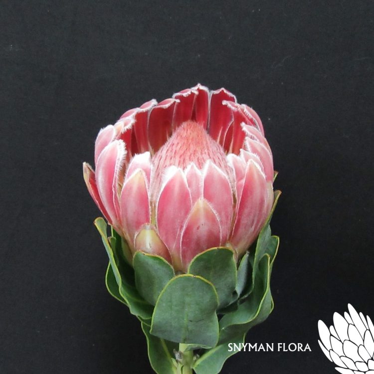 Protea Carnival
