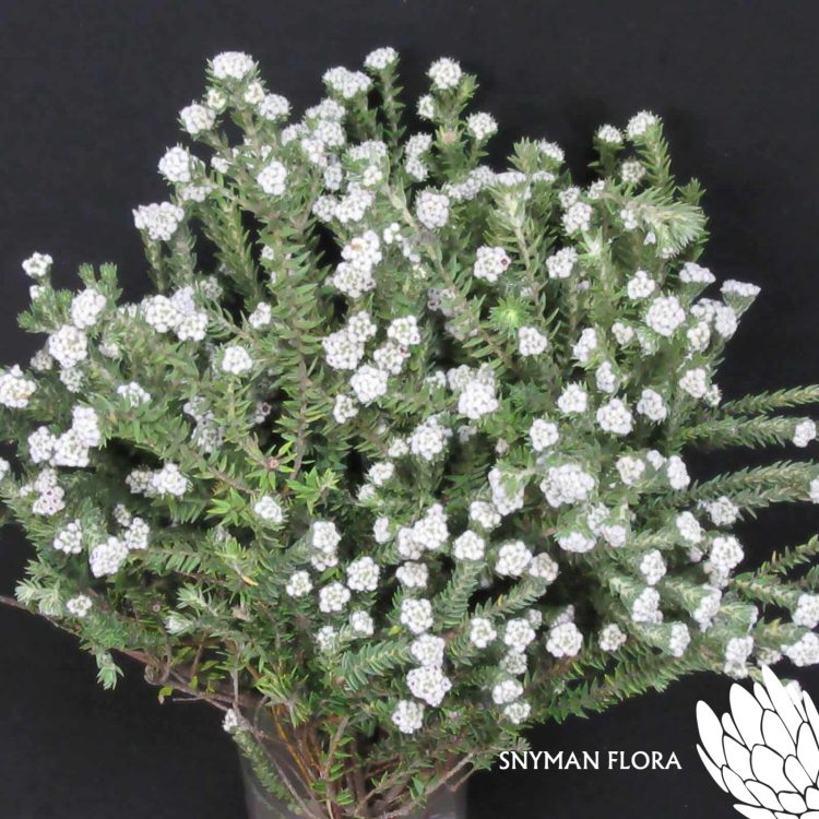 Cotton Bush