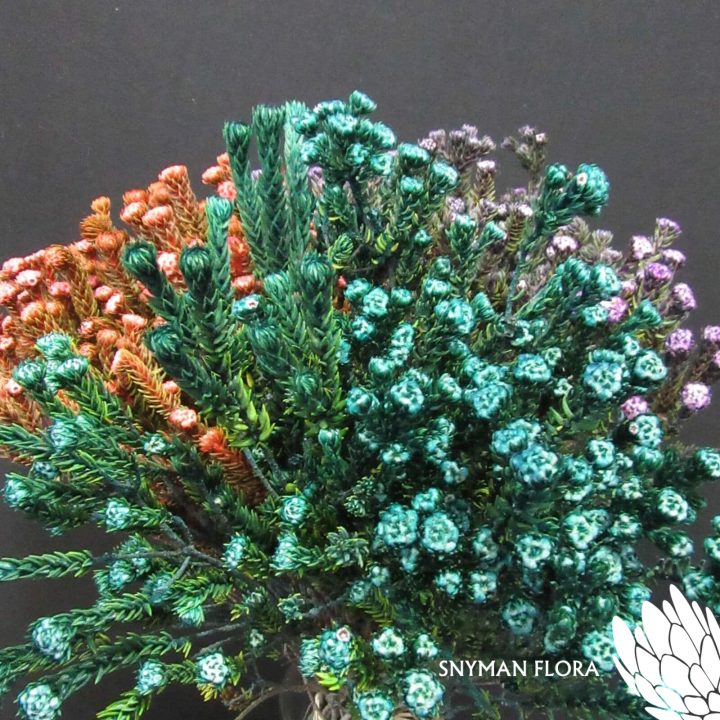 Cotton Bush Dyed