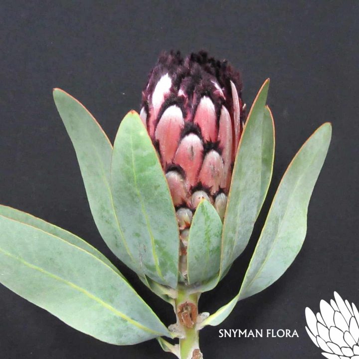 Protea Didi