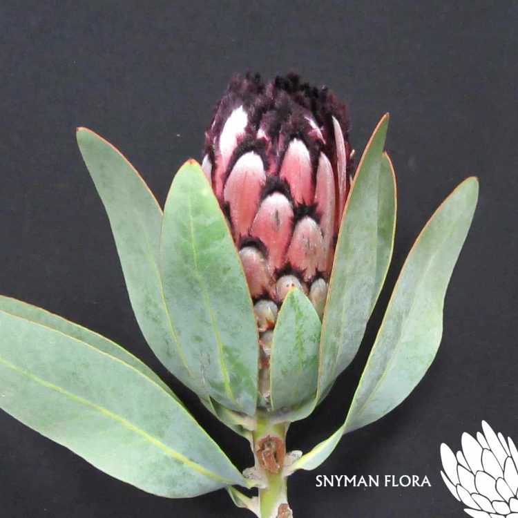 Protea Didi