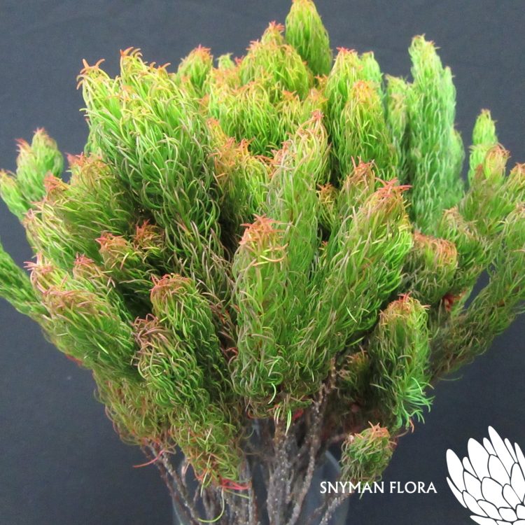 Erica Plukenetii 1