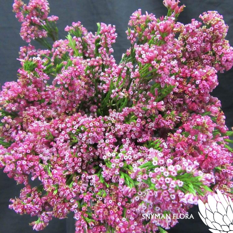 EricaBorbonifolia1