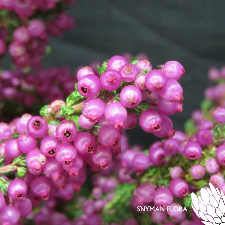 EricaDaphniflora2