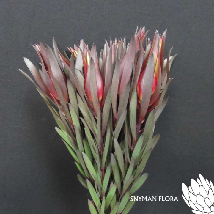 Leucadendron Fire Flash