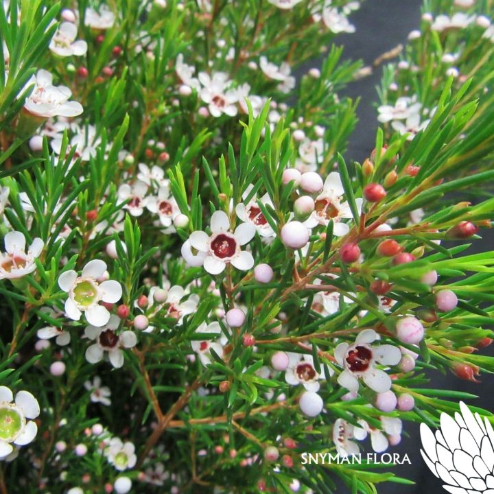 GeraldtonWaxSnowflake1