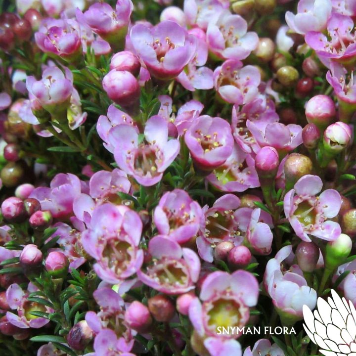 GeraldtonWaxTienasDelight1