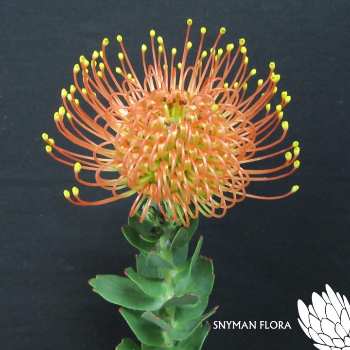 Leucospermum Gold Dust – Website Images-5