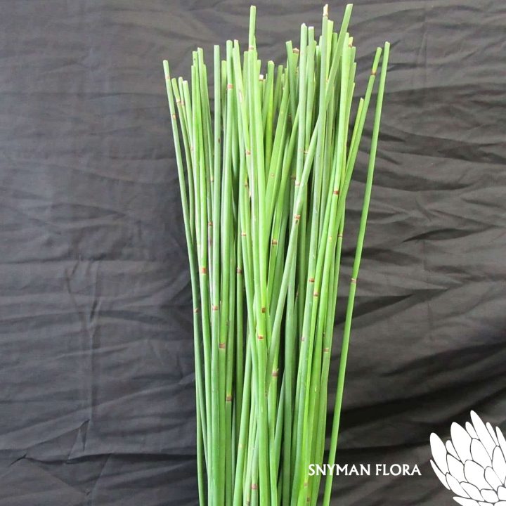 GreenSticks