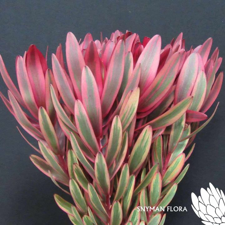 Leucadendron Jester - Snyman Flora
