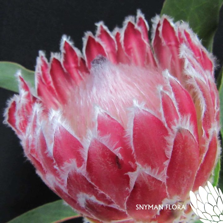 Protea Julia